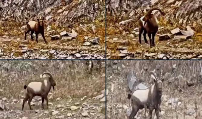 Near-threatened Asiatic ibex sighting in Gurez points to healthy breeding, habitat