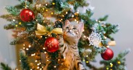 Cat owners urged to watch out for signs amid 'toxic' Christmas tree warning