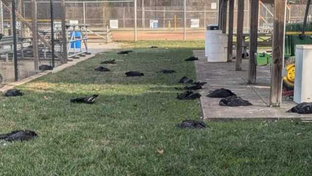 Dozens of dead vultures found on campus of Ohio school