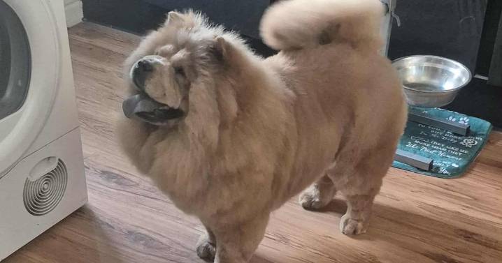 'Virtually blind' dog found tied to a tree with wire struggling to walk