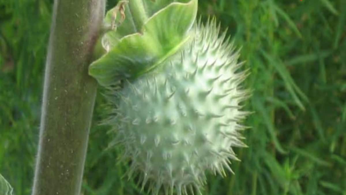 Poison Or Cure? Ayurveda Experts Share Medicinal Benefits Of Dhatura Plant