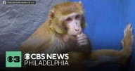 Monkey who escaped from lab research transport in Mississippi now living happily in New Jersey