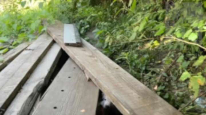 Missouri Rescuer Hurries To Save A Litter Of Puppies, Only To Discover Who’s Guarding Them