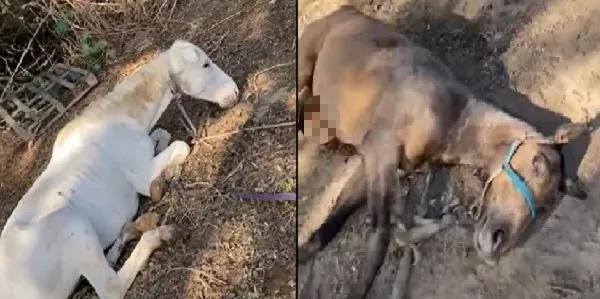 Ejecutaron a varios caballos en Campo Santo, apuntan contra un finquero