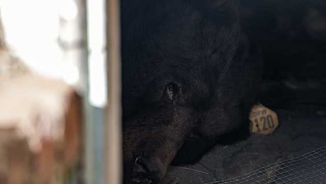 Southern California man gets an unwanted housemate: A black bear in his crawl space