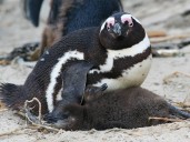 Investigadores alertan por la muerte de 62 mil pingüinos por hambruna en Sudáfrica