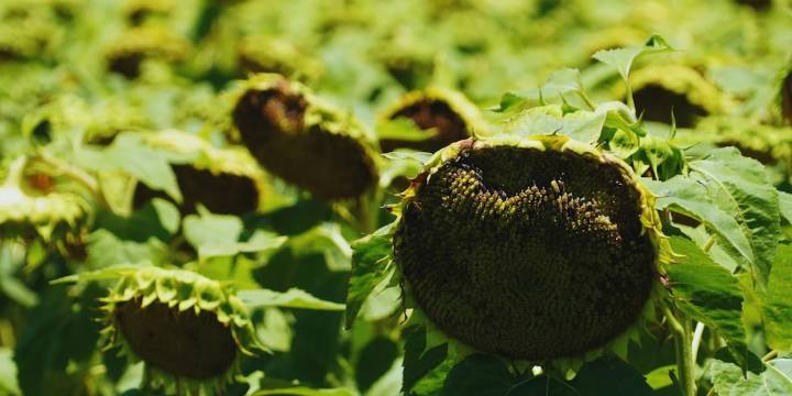 Girasol en el norte: cómo anticiparse para ganarle la pulseada a las aves