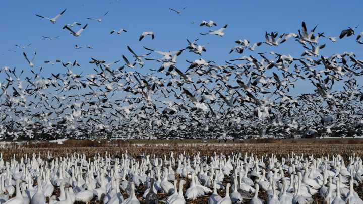 What you need to know about another bird flu case in Delaware