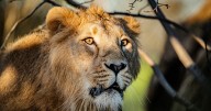 Zoo welcomes two of world’s rarest lions to save them from extinction