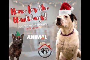 Adoptions for cats and dogs over 7 months old are half price at local shelter through Christmas Eve