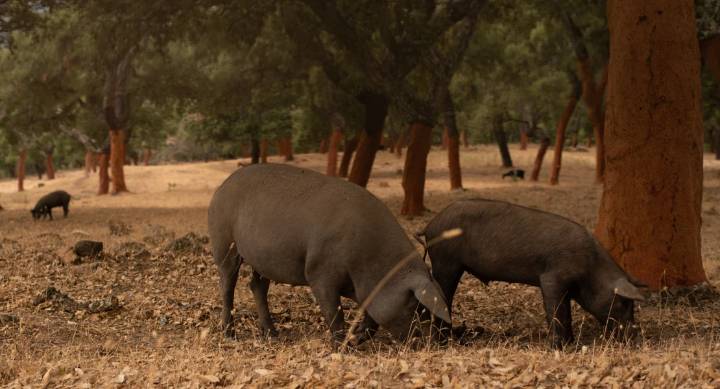 Tres consejerías se reúnen para abordar medidas frente a la peste porcina en Extremadura