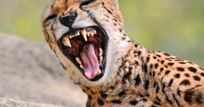 Thinking of an African safari? Here's where your travel dollars actually go