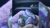 Two Little Puppies In California Waited For A Miracle, And A Volunteer Finally Answered The Call