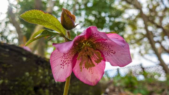 Plant Hellebore Flowers Under This Tree And Watch How They Thrive In Early Spring