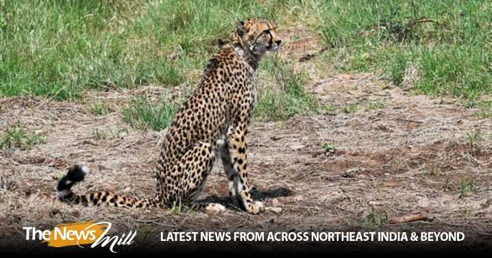 MP: Female Cheetah ‘Veera’, her two cubs to be released in wild at Kuno National Park on International Cheetah Day today