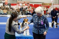 AKC National Championship in Orlando