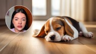 Una veterinaria afirmó que los perros no deben dormir en el piso: “Puede generarles problemas”