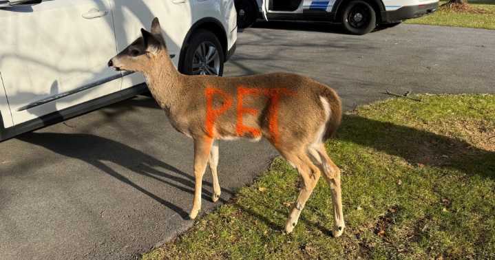 Deer with "pet" spray-painted on its sides found in Pennsylvania community