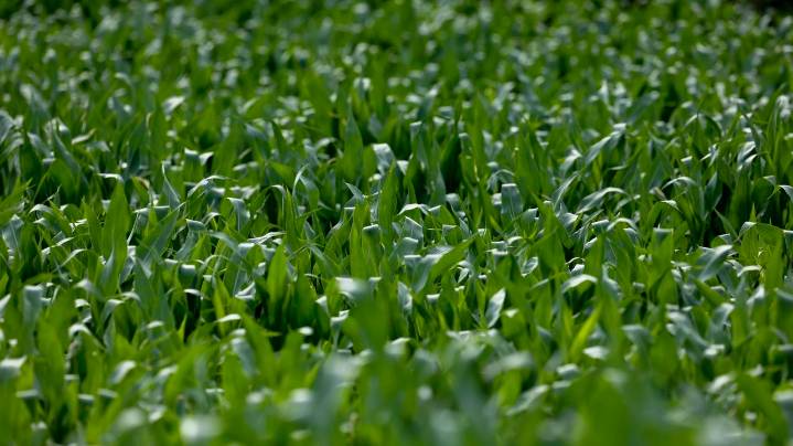 Acuerdo histórico en la UE para impulsar cultivos creados con nuevas técnicas genómicas