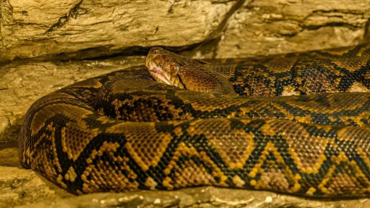 Decomisadas en una casa de Zaragoza una pitón y una boa constrictor