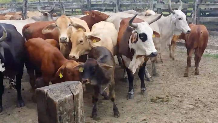 Frena Coahuila ganado peligroso; refuerzan blindaje contra Gusano Barrenador