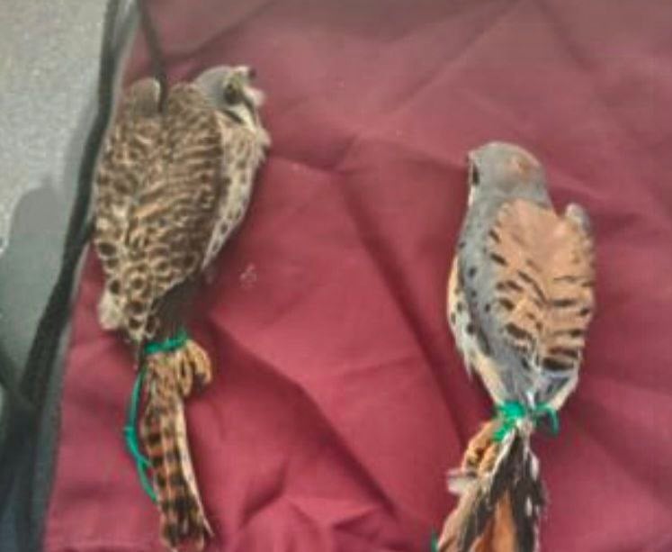 Detienen a joven por tráfico de fauna en tianguis de Celaya; aseguraron dos halcones