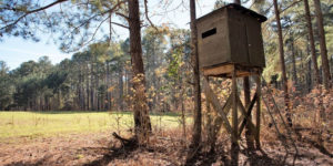 Alabama launches major $17.5 million initiative to restore Alabama’s Black Belt Prairie