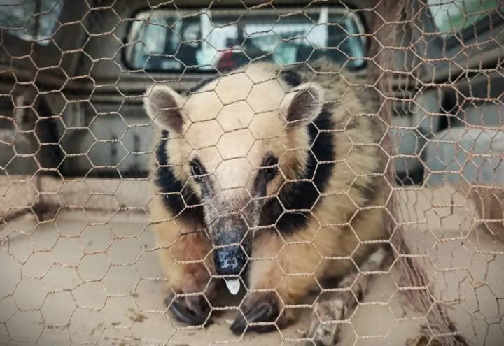 San José: rescataron a un oso melero, que estaba acorralado por perros en inmediaciones de una vivienda