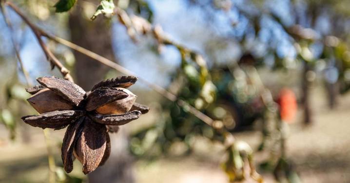 Master Gardener: Want to grow pecan trees? Here's what you should know