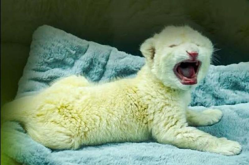 El Zoológico Las Delicias celebra el nacimiento de dos leones blancos