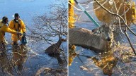 Local firefighters free deer trapped for hours on frozen lake