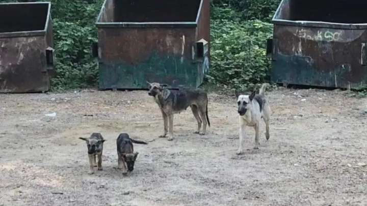 German Shepherd Family Waits Day After Day In Mississippi Hoping For Their Owners To Return