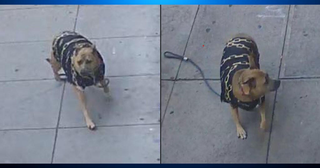 San Francisco police search for dog who ran away after 65