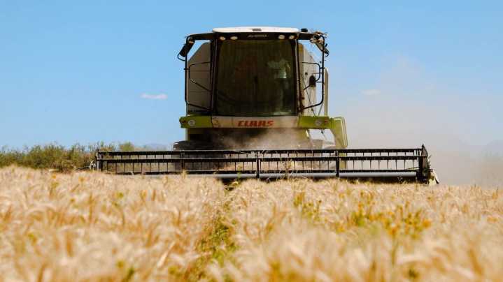 Con 49 productores, Jáchal avanza en la cosecha de trigo y reactiva su tradición agrícola