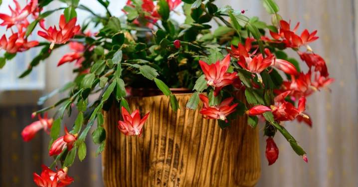 Christmas cacti still need adequate moisture