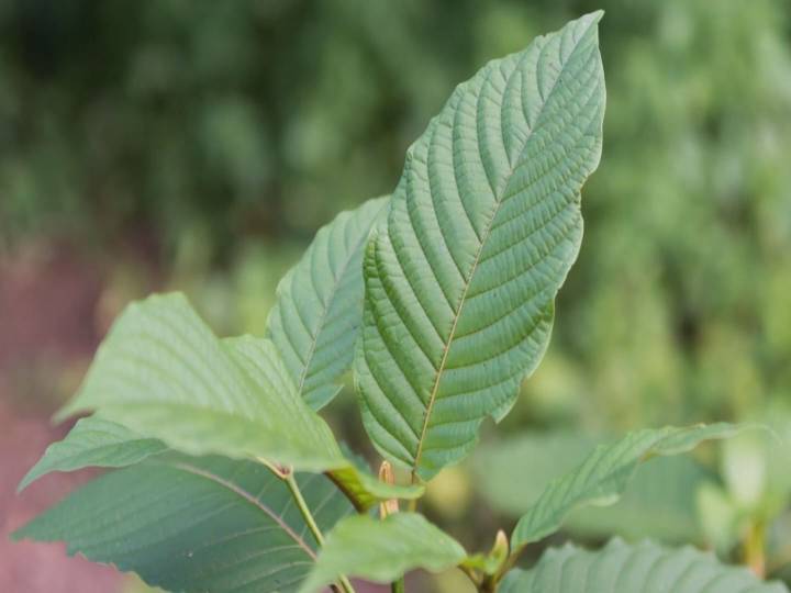 Ohio temporarily bans kratom-related products, permanent resolution pending