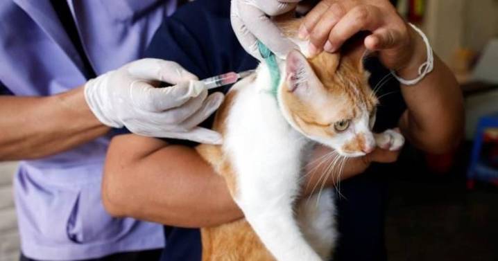 Continúan los operativos de vacunación y castración