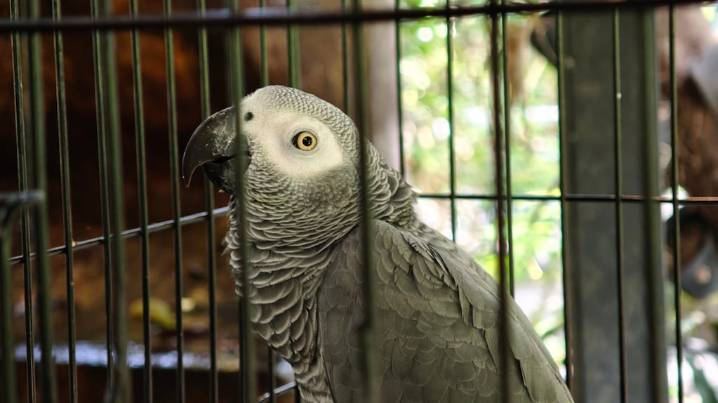 Cómo saber si tu loro está estresado, según una especialista en etología