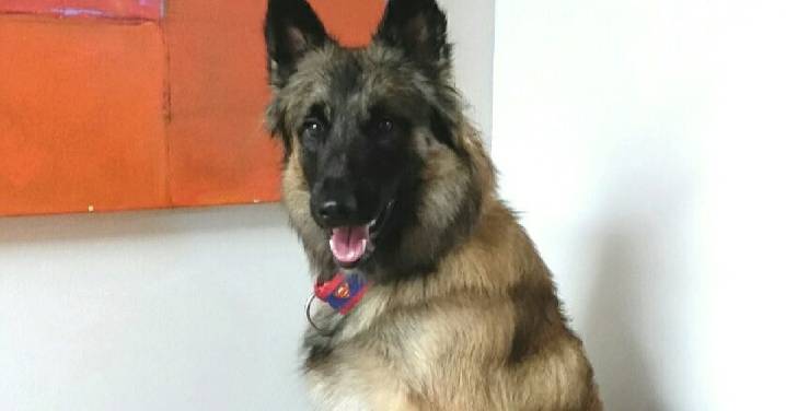 January Is International Train Your Dog Month