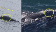 Endangered whale traveled 3,000 miles from Ireland, spotted off Boston’s coast