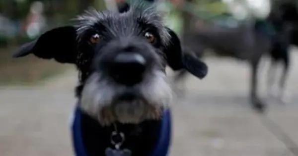 Proponen prohibir uso de mascotas en contenidos digitales y marchas