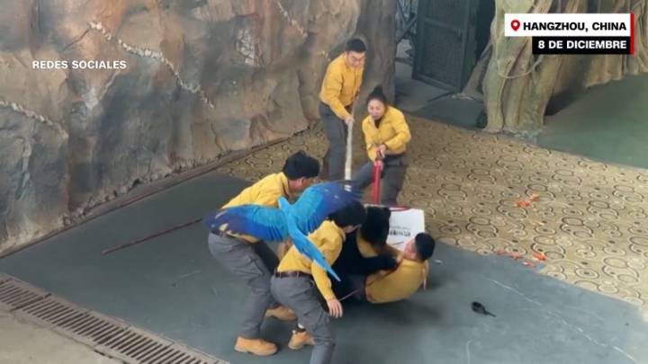 Oso negro ataca a su cuidador durante un show en Safari Park de China