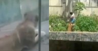 Tragedia en zoológico: Hombre MURIÓ al meterse al recinto de los leones y ser atacado por uno de ellos
