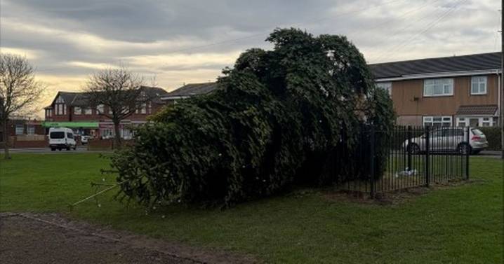 'Huge upset' after 10-year-old Christmas tree chopped down hours after lights switch on