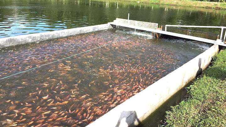 Descartan riesgo en La Yesca por tilapia