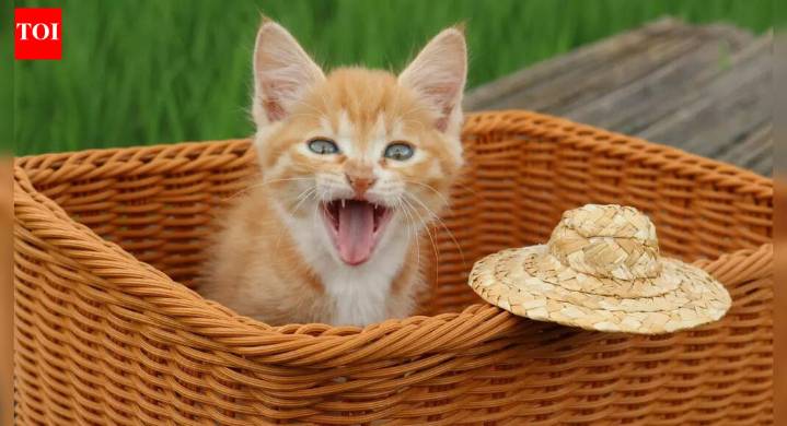 Why cats meow more when men walk through the door; here’s what the research says