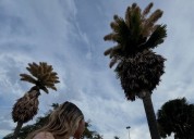 Espectáculo botánico en Rio: palmeras florecen por única vez antes de morir