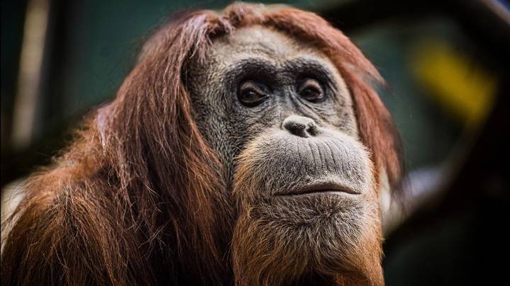 Louisville Zoo welcomes 2 new orangutans for the first time in decades