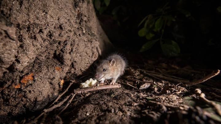 Toronto named 'rattiest' city in Canada for fourth straight year