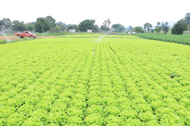 Bajas temperaturas podrían impactar cultivos, advierten en Guatemala